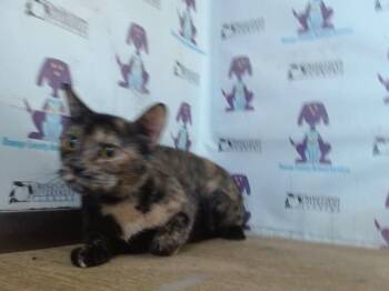 KALI -  Domestic Short Hair Cat for Adoption in Orlando, Florida - KALI | PetCurious