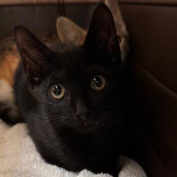 Xaden -  Domestic Short Hair Cat for Adoption in Lynchburg, Virginia - Xaden | PetCurious