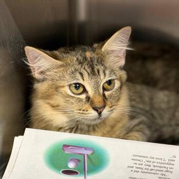 Cardi B -  Domestic Medium Hair Cat for Adoption in Pauls Valley, Oklahoma - Cardi B | PetCurious
