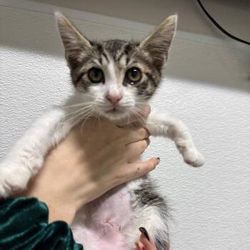Jade -  Domestic Short Hair Cat for Adoption in Clearwater, Florida - Jade | PetCurious