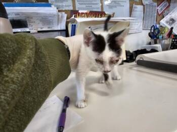 Rescue Domestic Short Hair Cats for Adoption in Santa Fe, New Mexico - DOMINO | PetCurious