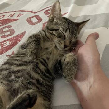 Lark -  Domestic Short Hair Cat Available for Adoption in Fort Lauderdale, Florida - Lark | PetCurious