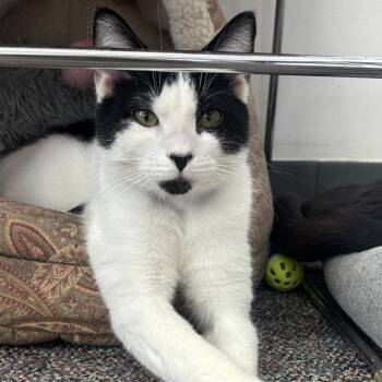 Domestic Short Hair Cats Available for Adoption - Tibby | PetCurious