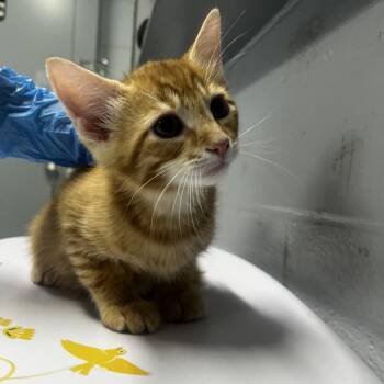 Brimstone -  Domestic Short Hair Cat for Adoption in Summerville, South Carolina - Brimstone | PetCurious