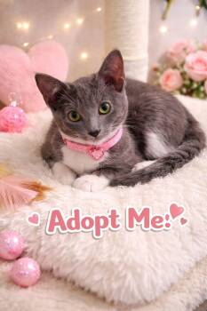 Domestic Short Hair Cats Available for Adoption in Gun Barrel City, Texas - Tinkerbelle | PetCurious