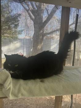Jen -  Domestic Long Hair Cat Available for Adoption in Upper Township, New Jersey - Jen | PetCurious