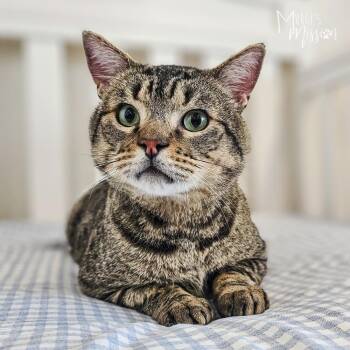Pepe -  Manx Cat for Adoption in Spokane, Washington - Pepe | PetCurious