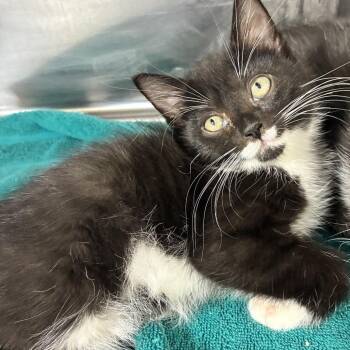 Marvin -  American Shorthair Cat for Adoption in Natick, Massachusetts - Marvin | PetCurious