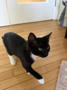 Cutie Pie -  Domestic Short Hair Cat Available for Adoption in North Brunswick Township, New Jersey - Cutie Pie | PetCurious