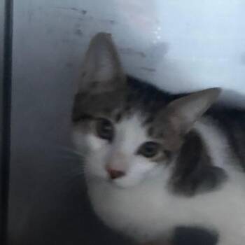 Brie -  Domestic Short Hair Cat for Adoption in Philadelphia, Pennsylvania - Brie | PetCurious