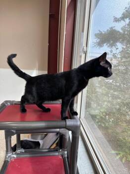 Hendricks -  Domestic Short Hair Cat for Adoption in Newberg, Oregon - Hendricks | PetCurious