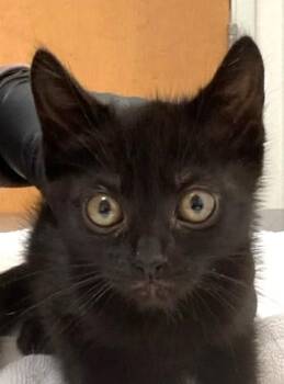 Dosey-Doe -  Domestic Short Hair Cat for Adoption in Eugene, Oregon - Dosey-Doe | PetCurious
