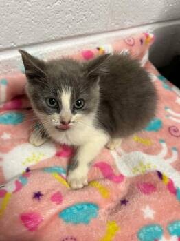 Rescue Domestic Short Hair Cats for Adoption in Spruce Pine, North Carolina - Wumbly | PetCurious