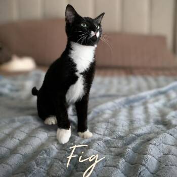 Fig -  Domestic Short Hair Cat for Adoption in Inman, South Carolina - Fig | PetCurious