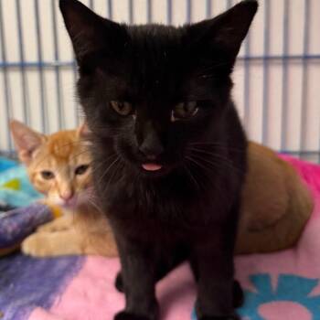 Sid The Kid -  Domestic Short Hair Cat for Adoption in Blairsville, Georgia - Sid The Kid | PetCurious