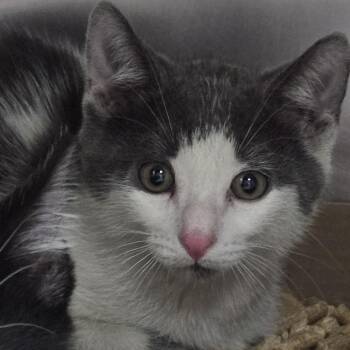 AHNJ-Stray-120545 -  Domestic Short Hair Cat for Adoption in Newark, New Jersey - AHNJ-Stray-120545 | PetCurious
