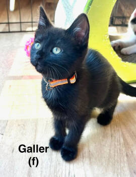 Rescue Domestic Short Hair Cats for Adoption in Saugerties, New York - Galler | PetCurious