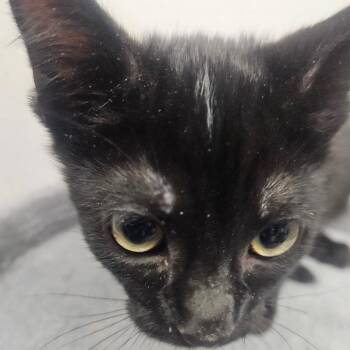 Joy -  Domestic Short Hair Cat for Adoption in Grantsville, Utah - Joy | PetCurious
