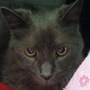 Domestic Short Hair Cats Available for Adoption in Enterprise, Alabama - Sam | PetCurious
