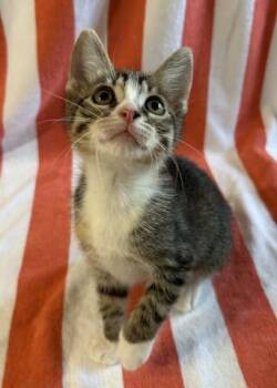 SUSANNA -  Domestic Short Hair Cat for Adoption in Pensacola, Florida - SUSANNA | PetCurious