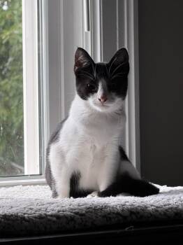 Levi -  Domestic Short Hair Cat for Adoption in Ferndale, Michigan - Levi | PetCurious