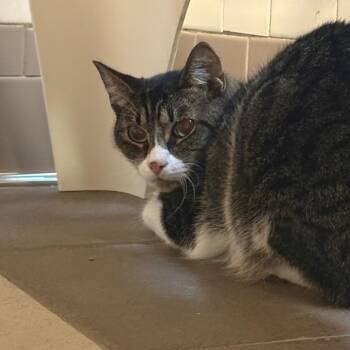 Jade 7171 (Lilo) -  Domestic Short Hair Cat for Adoption in Columbus, Georgia - Jade 7171 (Lilo) | PetCurious
