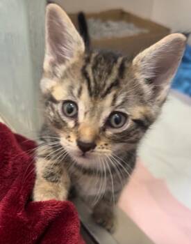 Domestic Short Hair Cats Available for Adoption in Huntington Beach, California - Luma | PetCurious