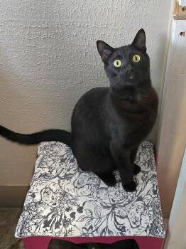 Hamilton -  Domestic Short Hair Cat for Adoption in Vancouver, Washington - Hamilton | PetCurious