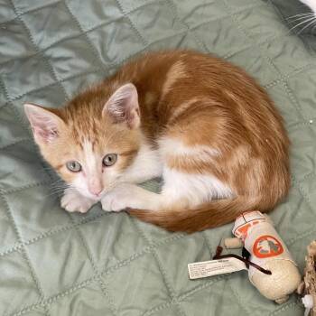 Shrimp -  Domestic Short Hair Cat for Adoption in Tulsa, Oklahoma - Shrimp | PetCurious
