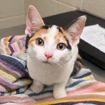 Sarlet -  Domestic Short Hair and Calico Cat for Adoption in South Bend, Indiana - Sarlet | PetCurious
