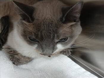 NEZUKO -  Siamese Cat for Adoption in Derwood, Maryland - NEZUKO | PetCurious