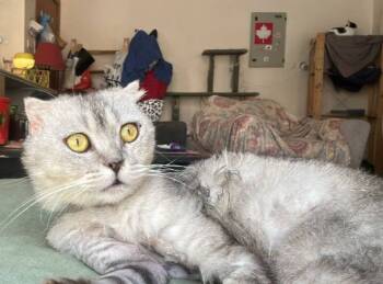 Rescue Scottish Fold Cats for Adoption in Snow Hill, Maryland - Tuna | PetCurious