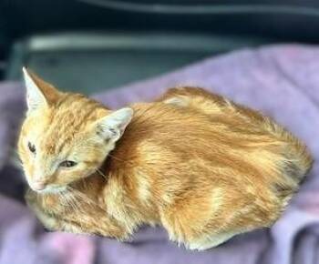 Rescue Domestic Short Hair Cats for Adoption in Liverpool, Texas - Rusty | PetCurious