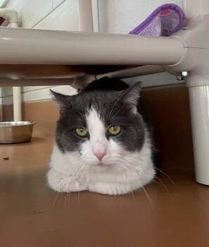 Mr Handsome -  Domestic Short Hair Cat for Adoption in Houghton Lake, Michigan - Mr Handsome | PetCurious