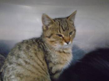 Rescue Domestic Medium Hair Cats for Adoption in Hopkinsville, Kentucky - Little Baby | PetCurious