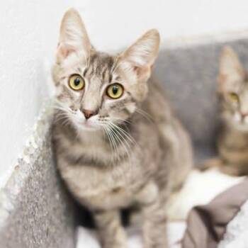 Domestic Short Hair Cats Available for Adoption - Big Foot | PetCurious