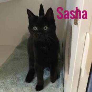 Rescue Domestic Short Hair Cats for Adoption in Pleasantville, New Jersey - Sasha | PetCurious