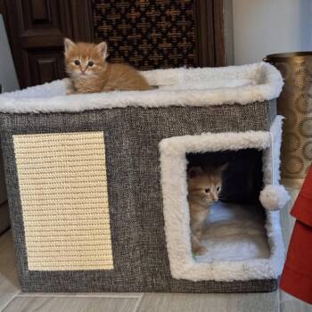 Goofy -  Domestic Short Hair Cat for Adoption in Campton Hills, Illinois - Goofy | PetCurious