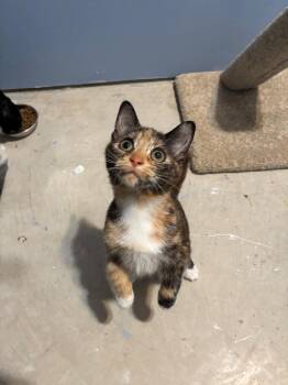 Domestic Short Hair Cats Available for Adoption - Maplefall | PetCurious