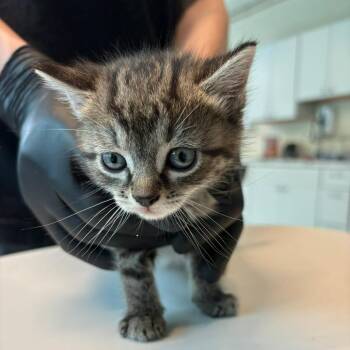 Domestic Short Hair Cats Available for Adoption in Huntington, West Virginia - Peach | PetCurious