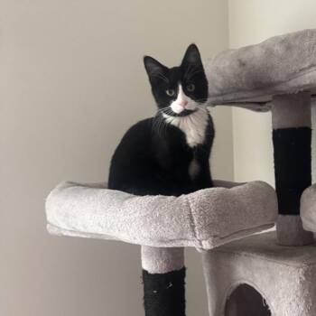 Richard -  Domestic Short Hair Cat for Adoption in Calgary, Alberta - Richard | PetCurious