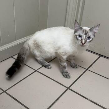 TUSC-Stray-85434 -  Domestic Short Hair Cat for Adoption in Tuscaloosa, Alabama - TUSC-Stray-85434 | PetCurious
