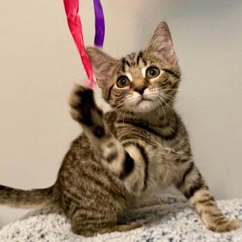 Rescue Domestic Short Hair Cats for Adoption in Gastonia, North Carolina - Lora | PetCurious