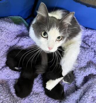 Domestic Medium Hair Cats Available for Adoption in Emerald Isle, North Carolina - Panda | PetCurious
