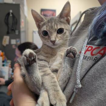 Lunch Bucket -  Domestic Short Hair Cat for Adoption in Titusville, Florida - Lunch Bucket | PetCurious