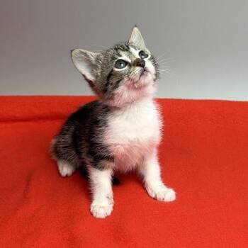 Croissant -  Domestic Short Hair Cat for Adoption in San Antonio, Texas - Croissant | PetCurious