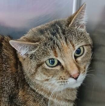 Rescue Domestic Short Hair Cats for Adoption in Sioux City, Iowa - Mama | PetCurious