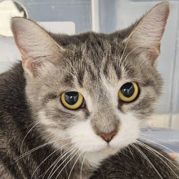 Domestic Short Hair Cats Available for Adoption in Evansville, Indiana - Belle | PetCurious