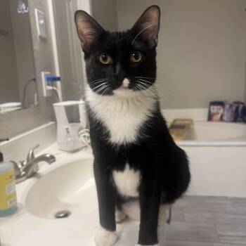 Tuxedo Cats Available for Adoption in San Antonio, Texas - Mittens (Mitty) | PetCurious