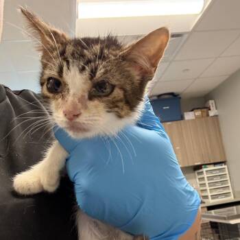 Eurdyce -  Domestic Short Hair Cat for Adoption in Horn Lake, Mississippi - Eurdyce | PetCurious